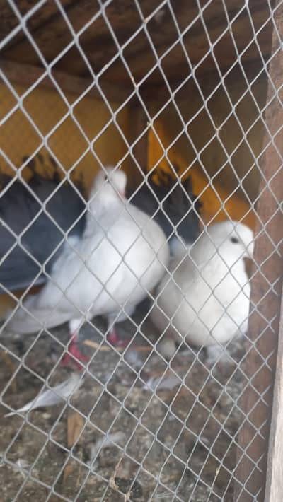 lacka pigeons