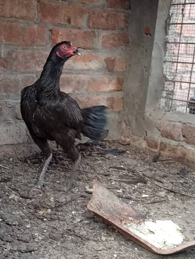 aseel full black female for sale.