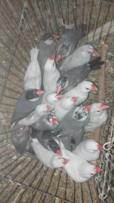 java breeder pairs for sell 03330203898