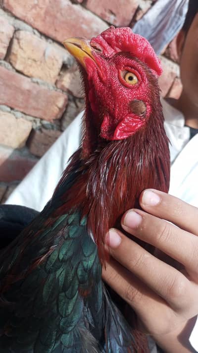 High quality Mianwali Aseel