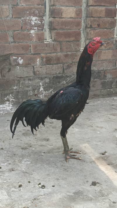 Burmi panus Aseel Thai male patha Desi murgi for sale