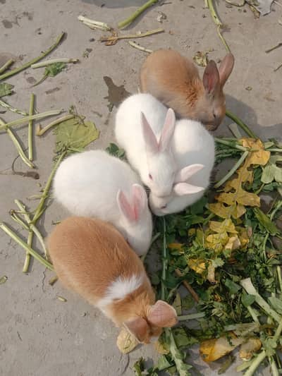 fancy rabbits baby pair for sale 03224186572
