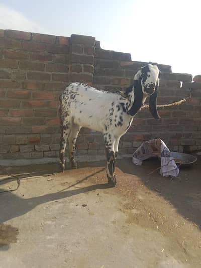 path achi nasal ki hai