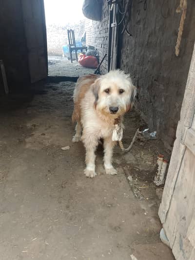 Beautiful Russian dog call or Whatsapp nmber 03150739125