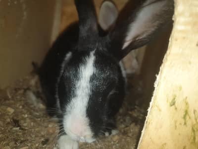 Rabbits for sale 1 male 2 female