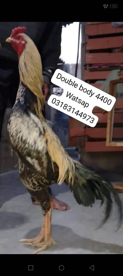 aseel murga | aseel murgi | murga