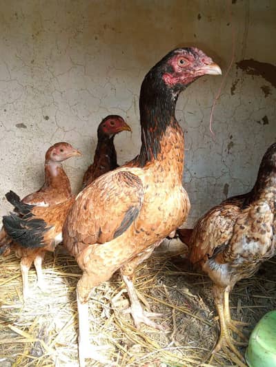 2 aseel females with 3chicks top Old blood line quality 2 already sold