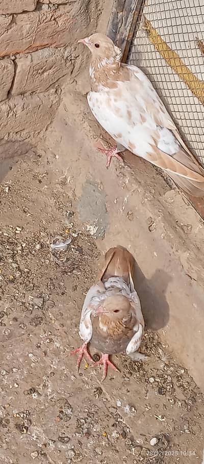 chery phty dabal shad