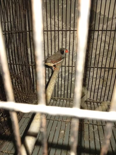zebra finch Ka male  full bareeder jabo size heldy and active for sale