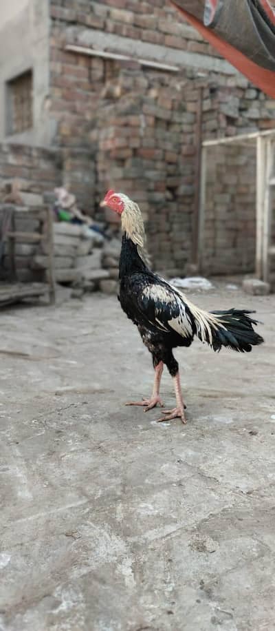 jawa aseel high quality