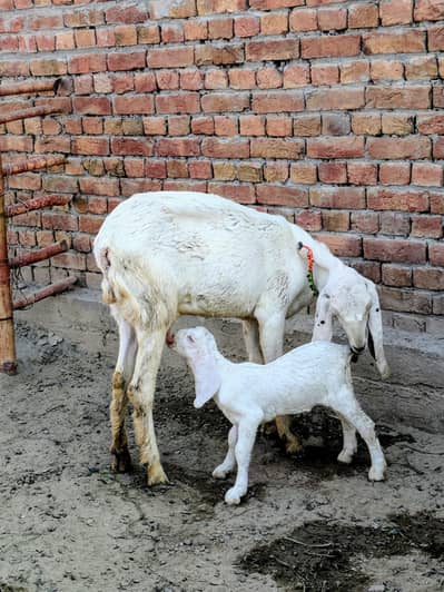 pure desi goat - Sath aik gulabi female -acha doodh or achi nasal ki