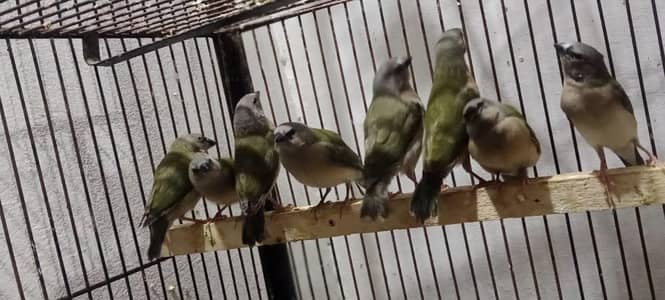 Goulding finch, Shaftail Finch, Banglaize finch