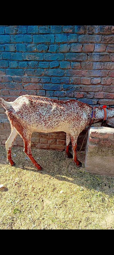 khubsurat Makhi cheni