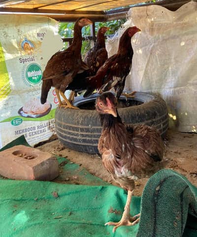 Aseel 1 murgha 1 murghi 2 pathian.