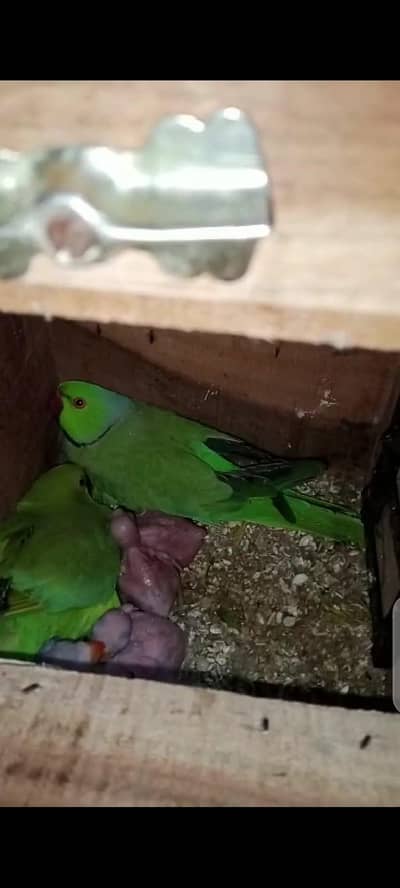 Ringneck 1000% breeder pairs