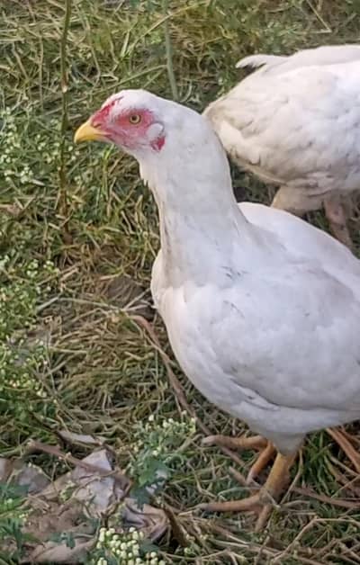 aseel madi bacho Kai sath with chicks