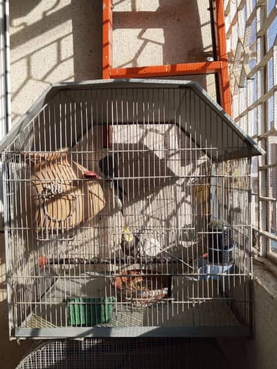 cocktail n cage sale