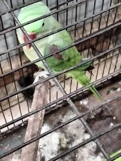 male talkative Raw parrot