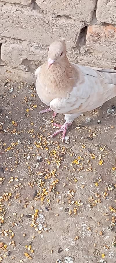 cher male dabal shad