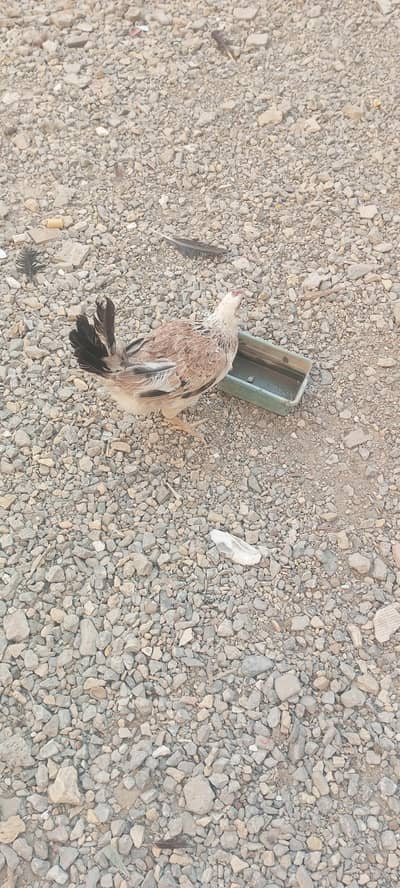 Desi murgi naish wali  نیش والی