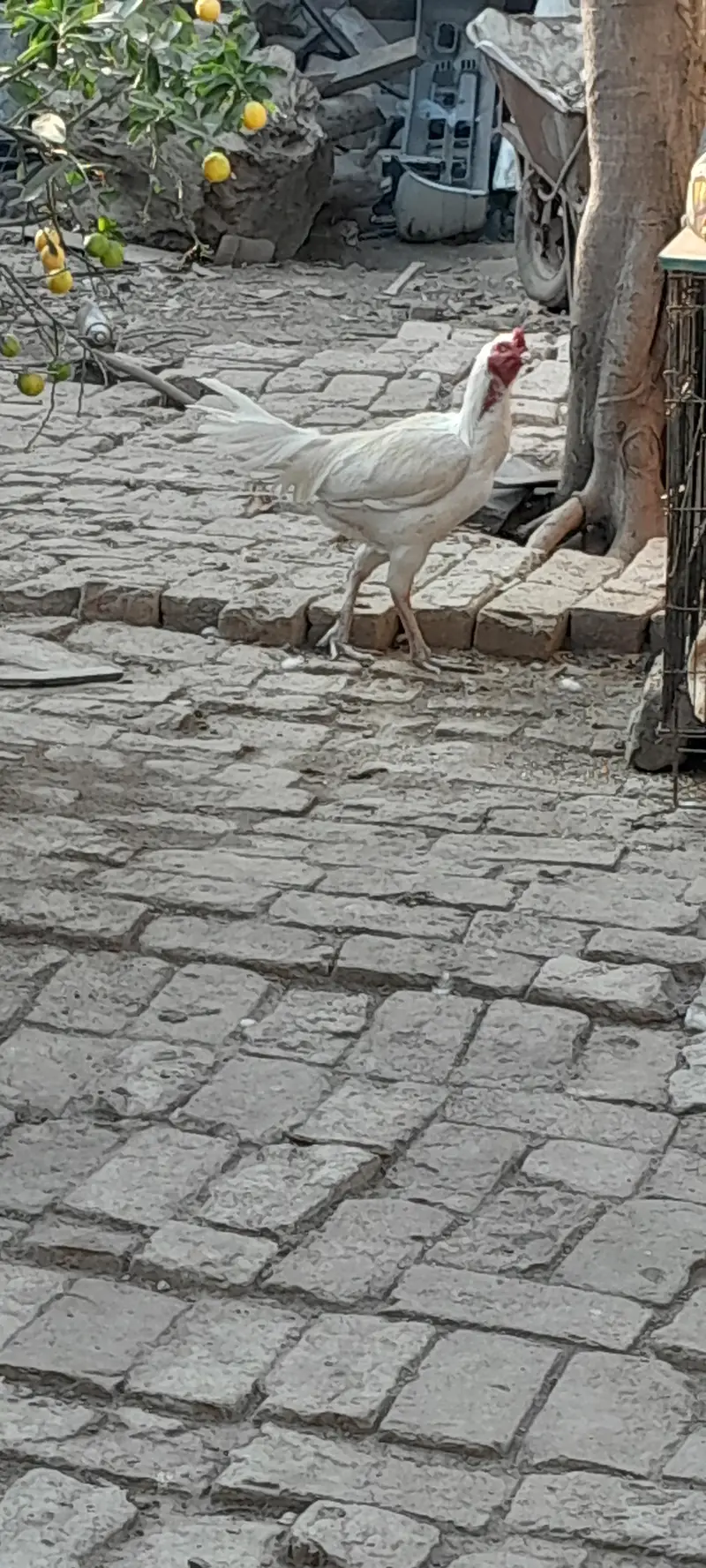Aseel heera white nok different age — photo 3