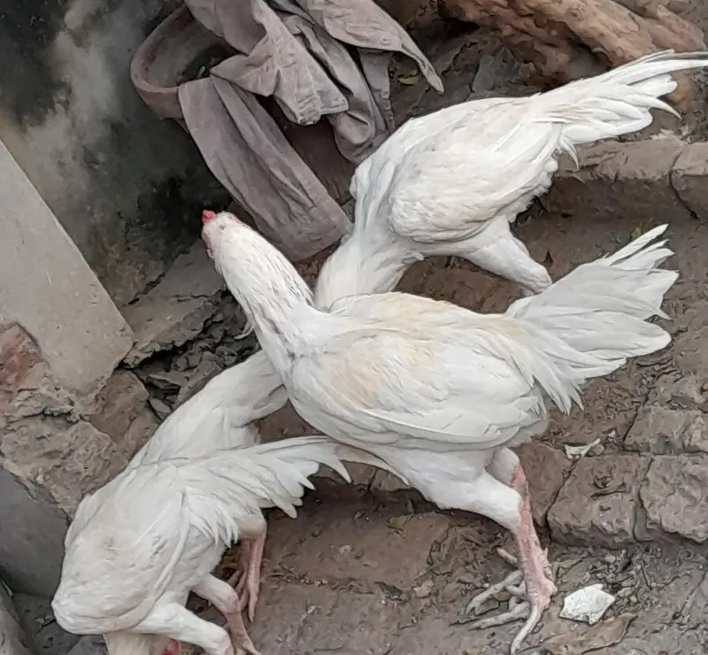 Aseel heera white nok different age — photo 5