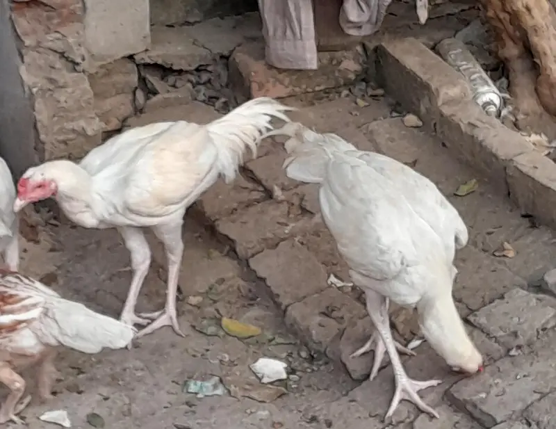 Aseel heera white nok different age — photo 6
