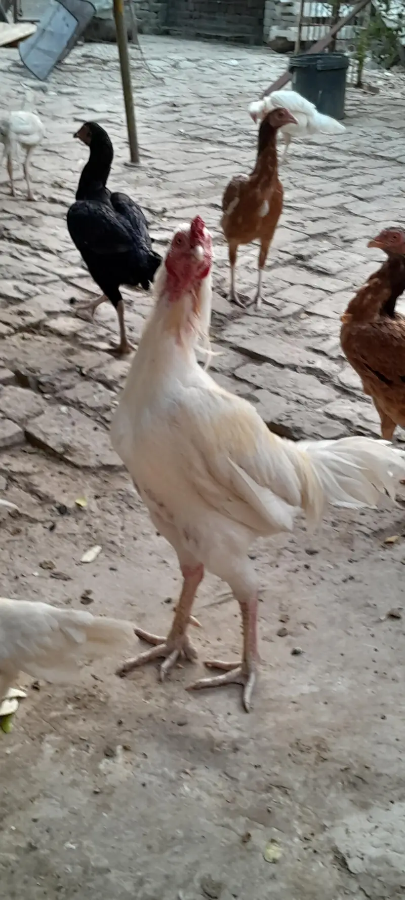 Aseel heera white nok different age — photo 7