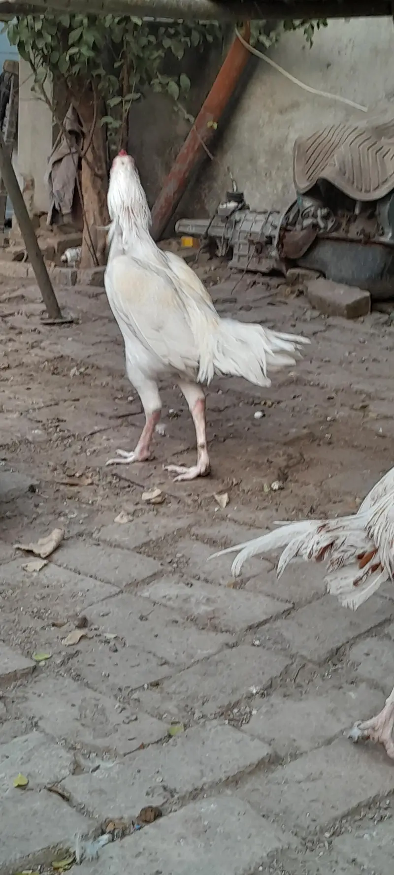 Aseel heera white nok different age — photo 8