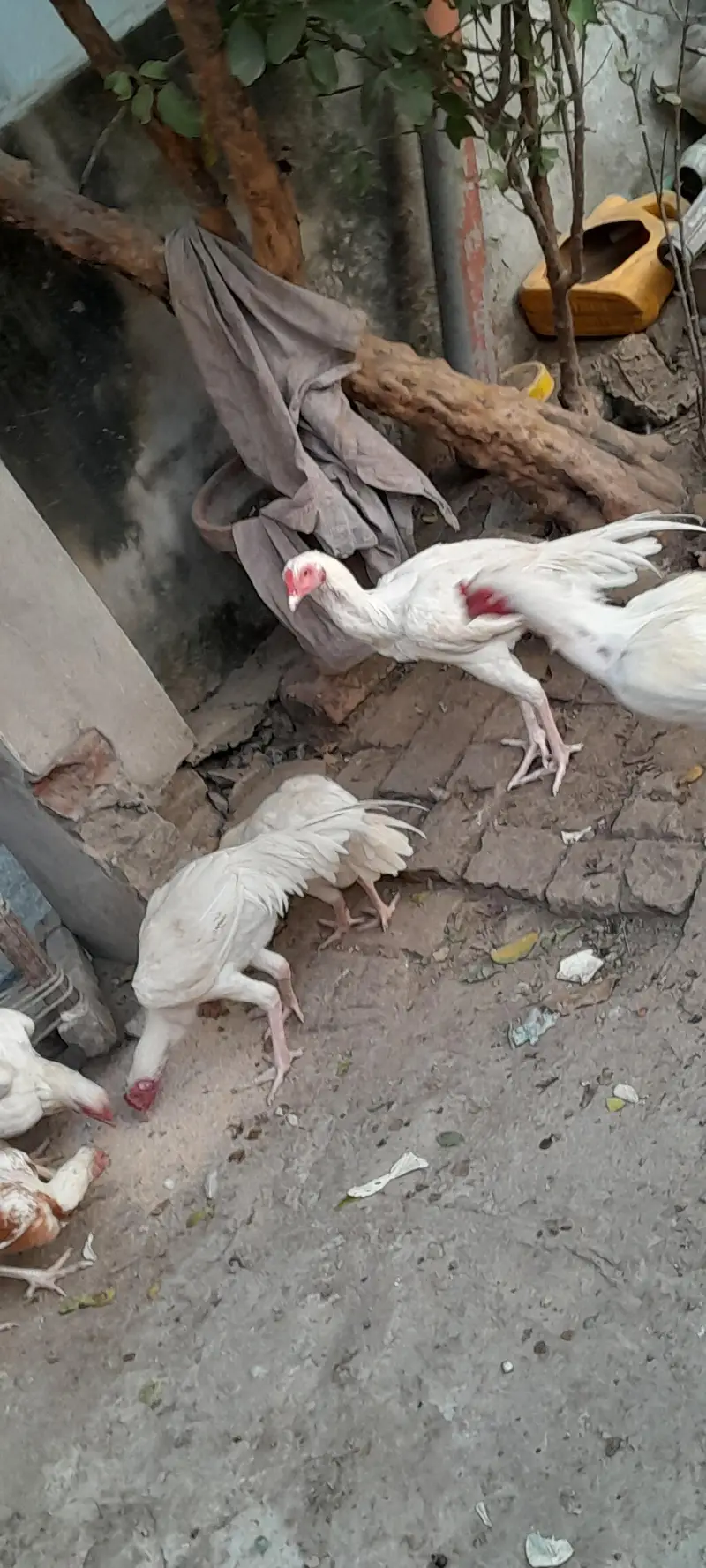 Aseel heera white nok different age — photo 10