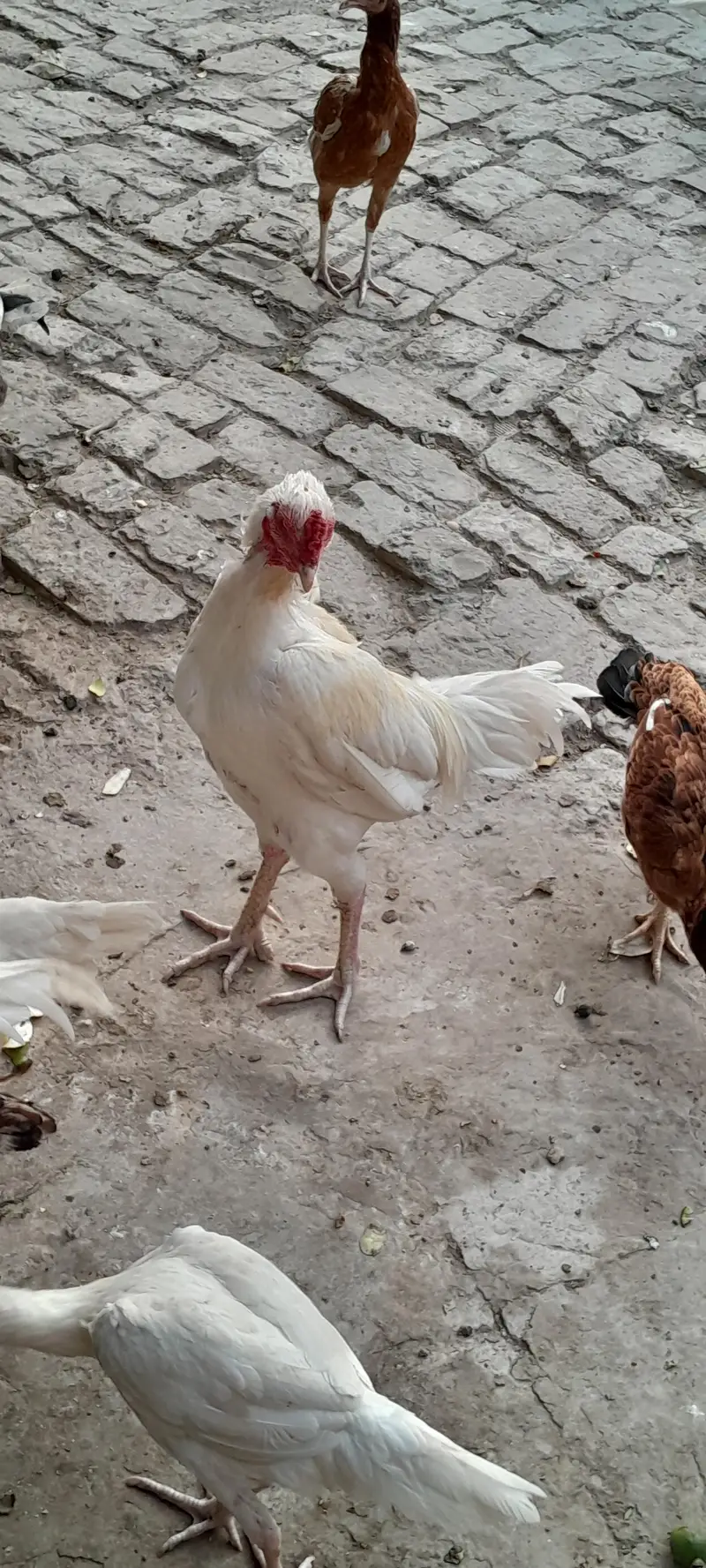 Aseel heera white nok different age — photo 11