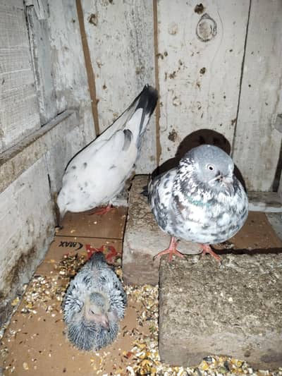 lakay or hadrabadi kaboter plz contact is number pa kro 03234001650