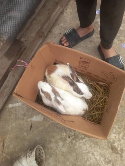 one pair and their 2 babies total 4 rabbits for sale