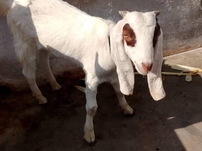 gulabi bakra