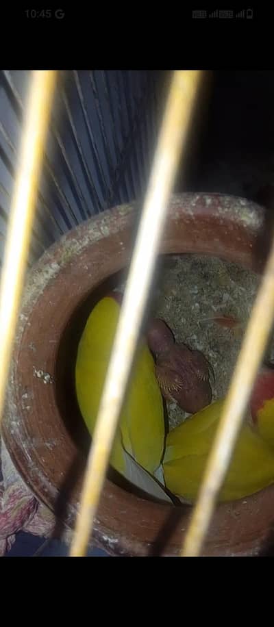 pir hei or 1 adult patha hei or Baki kondi mei 1 ya 2 bachy hei.