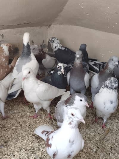 Pigeons For Sale