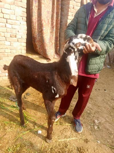 5to6 month age bettel bacha height 34to35