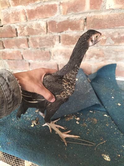 Aseel Mianwali 3 month age