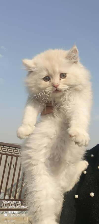Persian kittens for sale