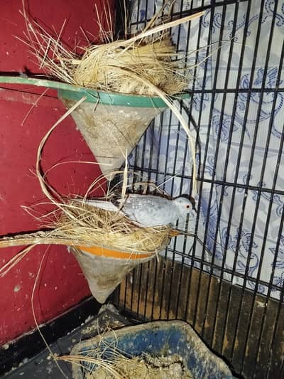 Diamond Dove breeders