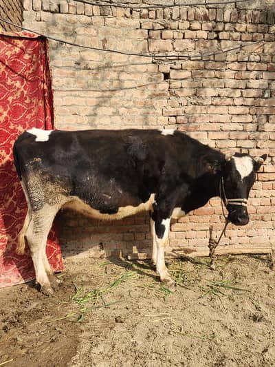 farmi cow  for sell