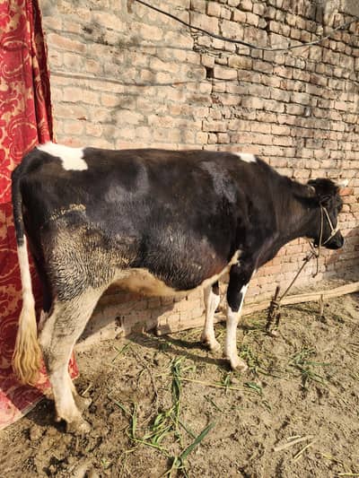 farmi cow  for sell