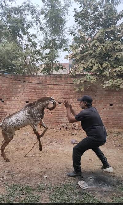 Breader Bakra