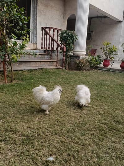 Silkie pair