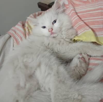 Persian male kittens