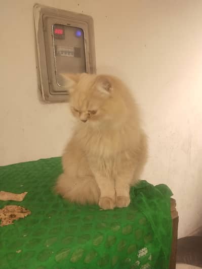 cat pair for sale double code