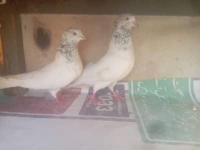 sialkoti pairs or pathy for sale