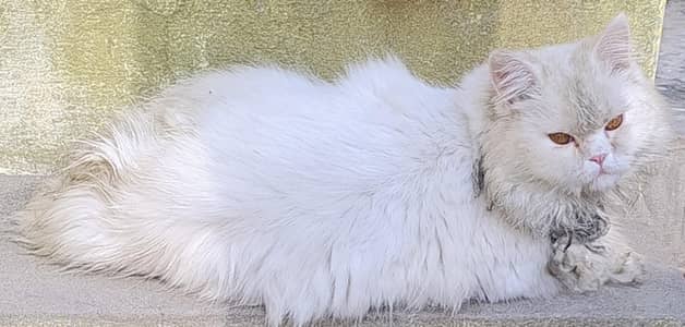 White Persian cat