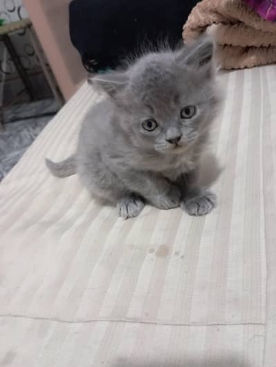 Percian Kittens