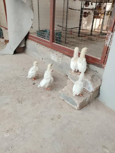 Herra chiks 03115289256